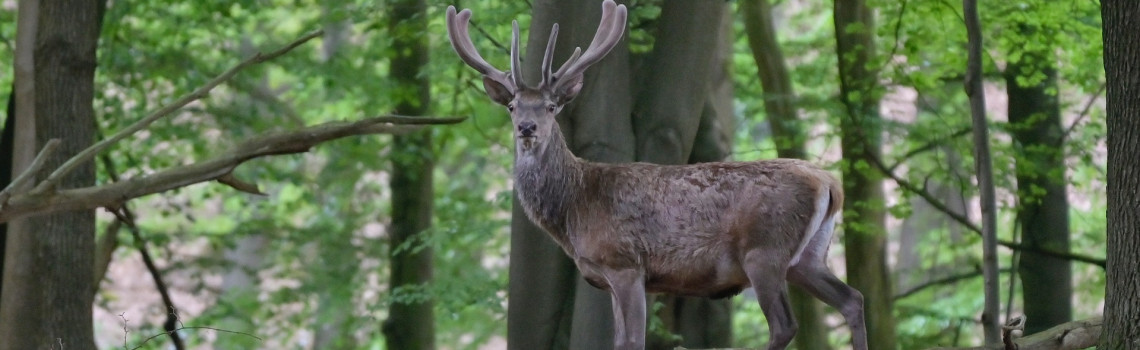 hert valkenberg tuin