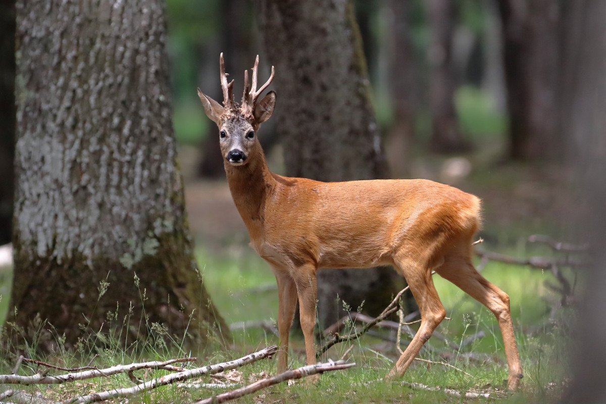 Ree in bos shutterstock